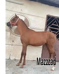 مهره عربيه شعبيه شيخه